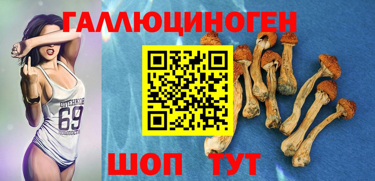 Галлюциногенные грибы Psilocybine cubensis Луховицы